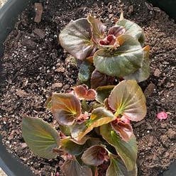 Clubed Begonia plant
