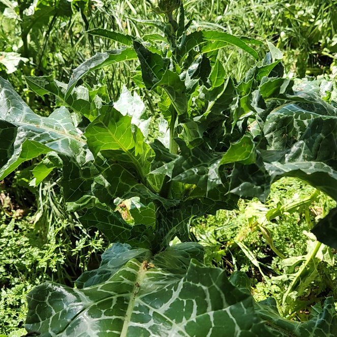 Photo of the plant species Blessed Milk Thistle by @LushSmallonion named Pax on Greg, the plant care app