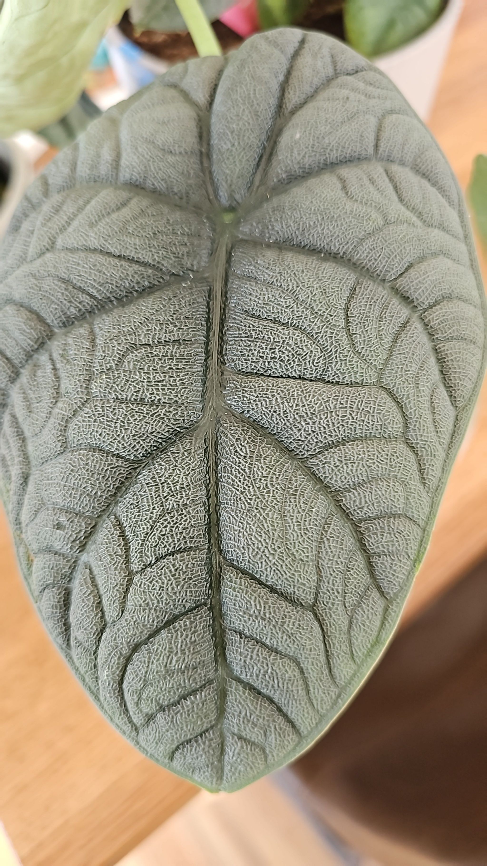 Photo of the plant species alocasia rhino skin by @CarefreePeyote named Winston on Greg, the plant care app