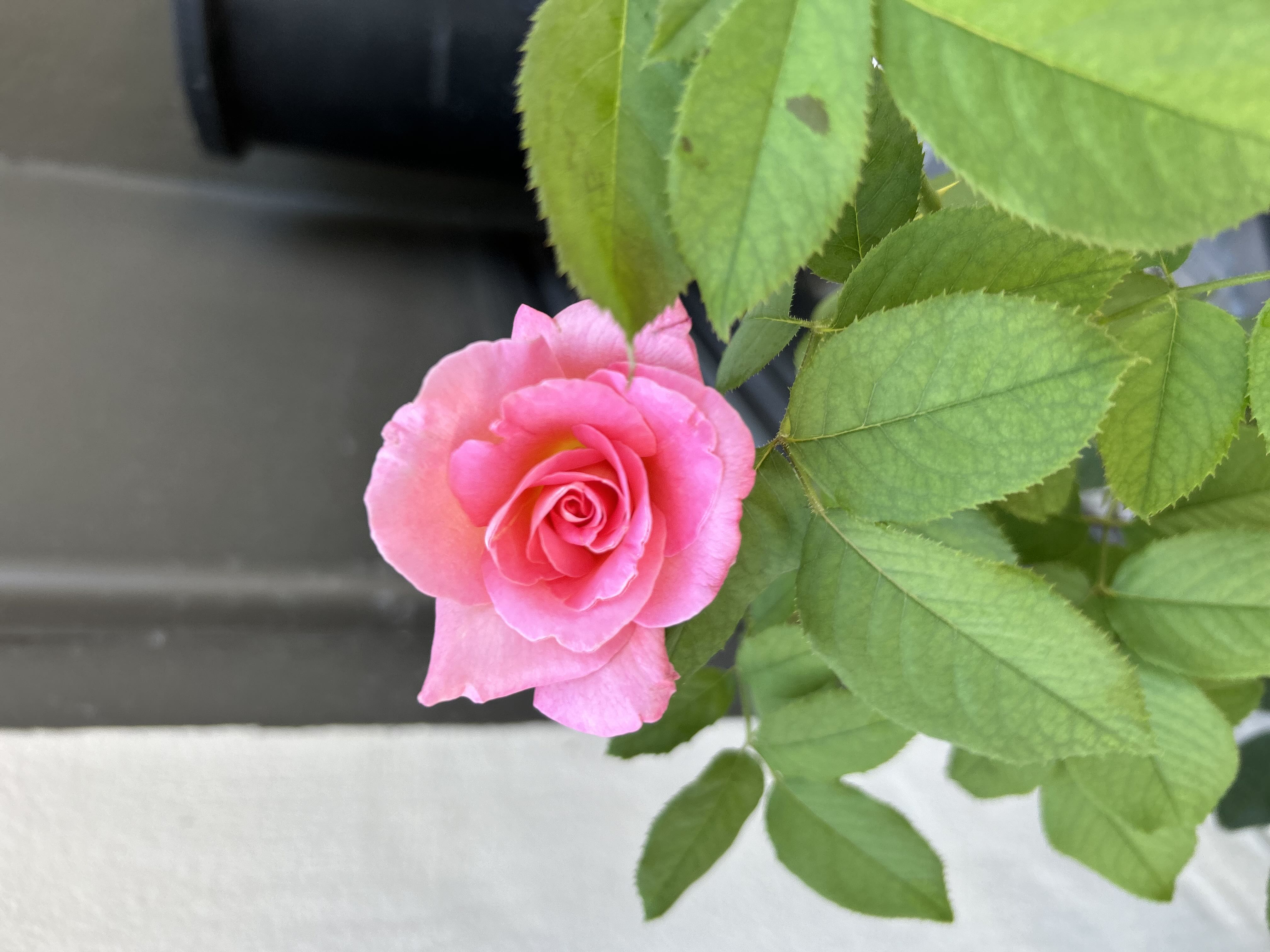 Photo from the post