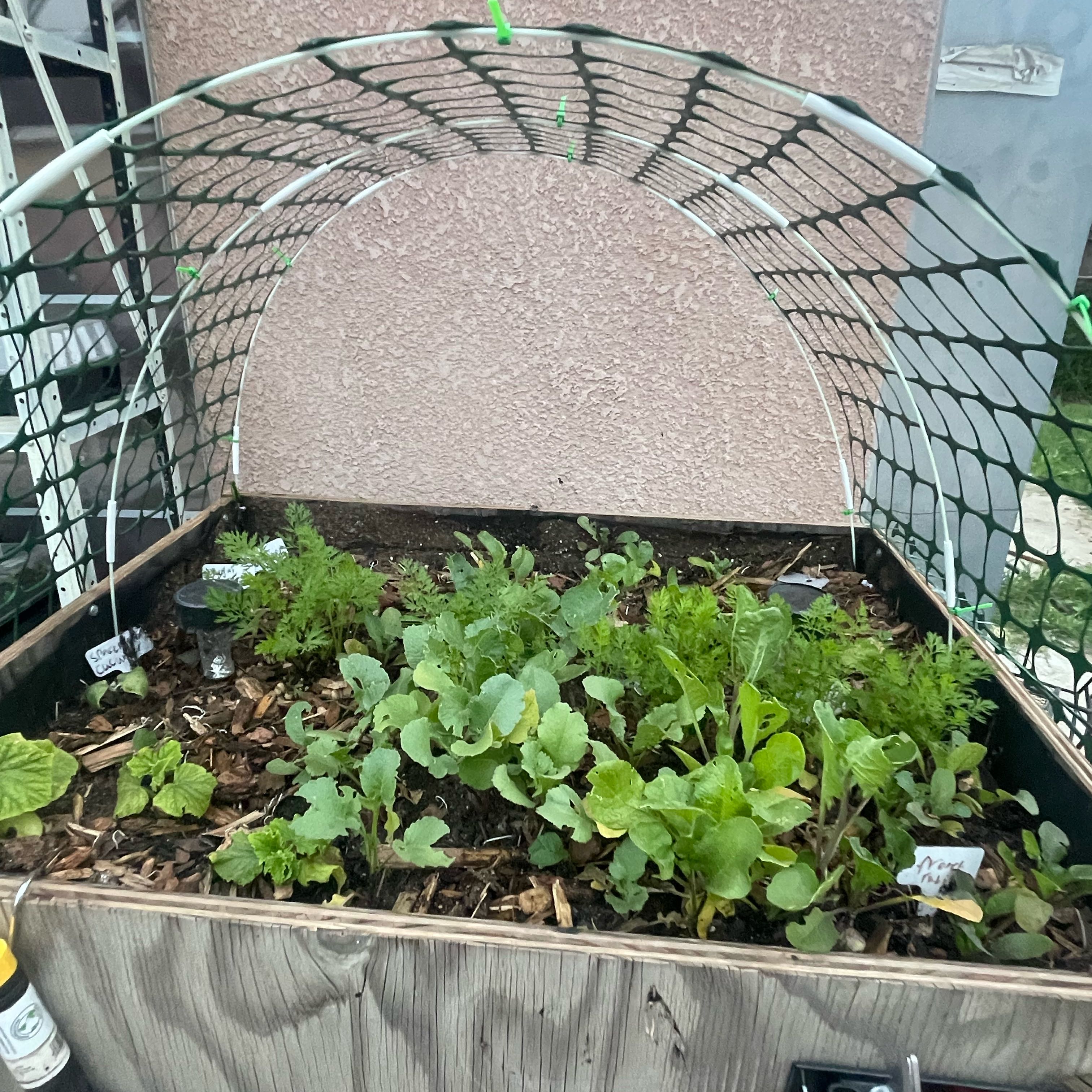 Raised garden bed with young radish plants and netting structure.