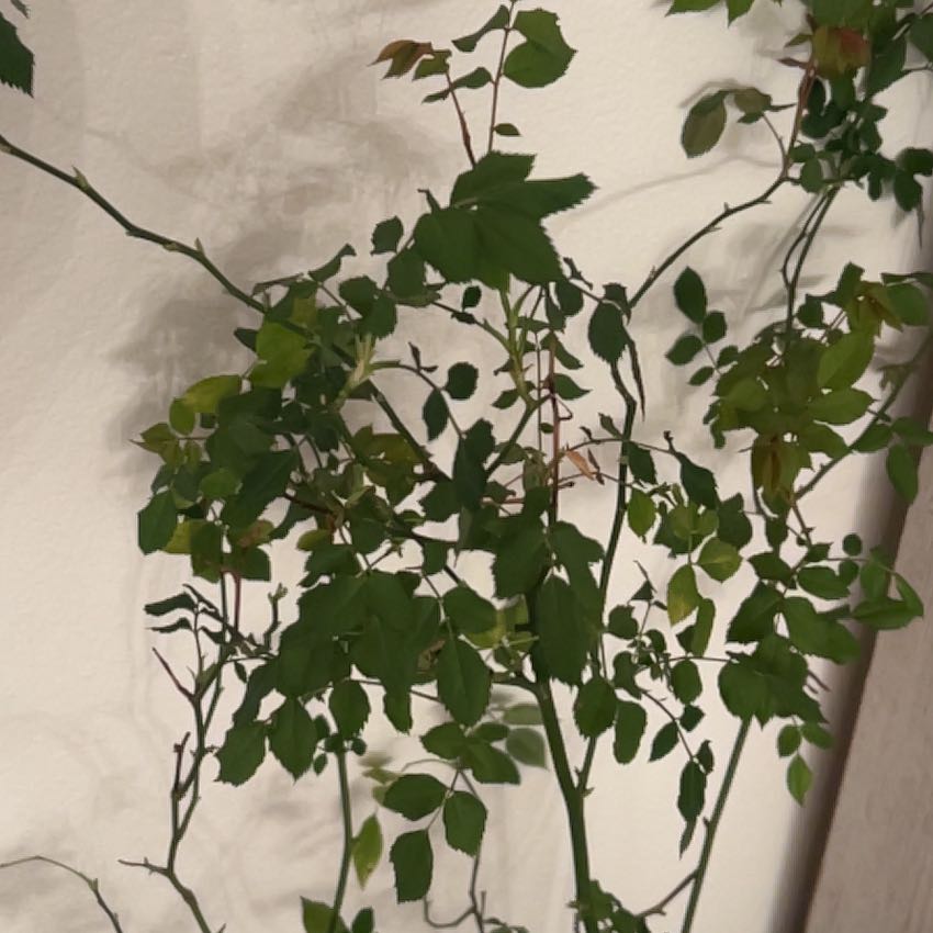 Photo of the plant species Parade Rose by @WillScotchmoss named Doja Cat on Greg, the plant care app