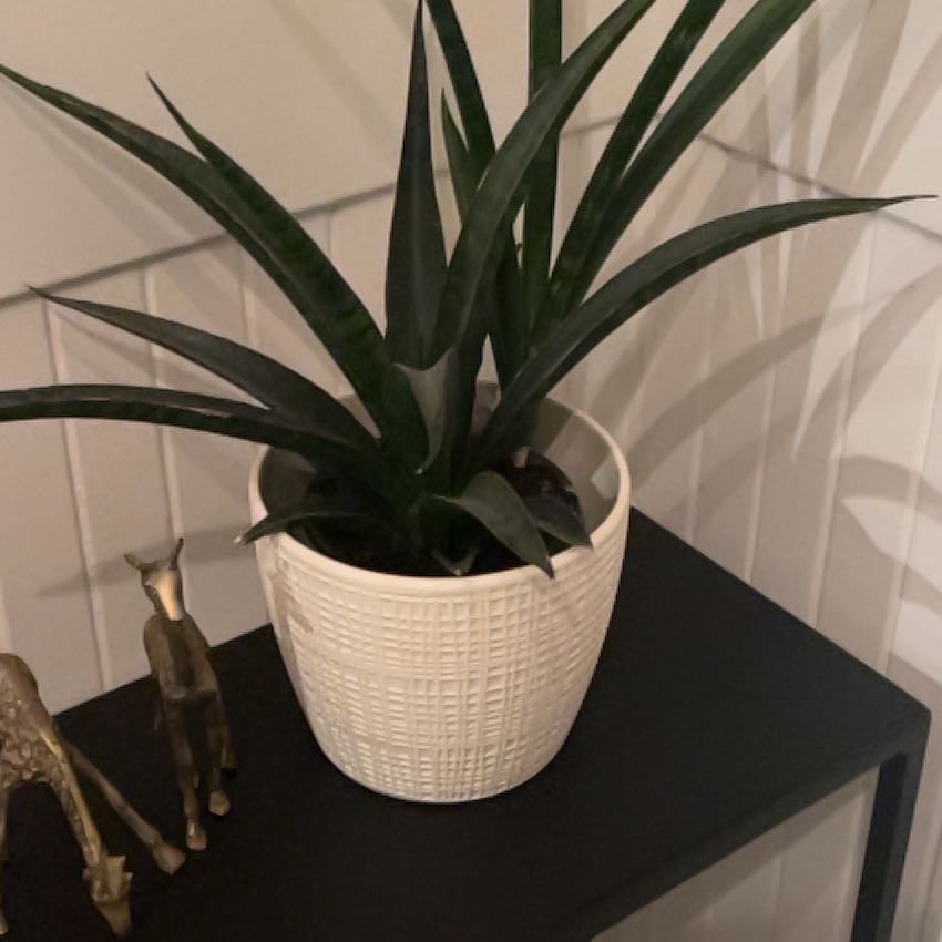 Potted White Sansevieria plant with long, dark green leaves on a black surface.