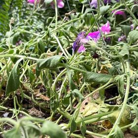 Photo of the plant species perunias by @FabIvorysedge named Dolores on Greg, the plant care app