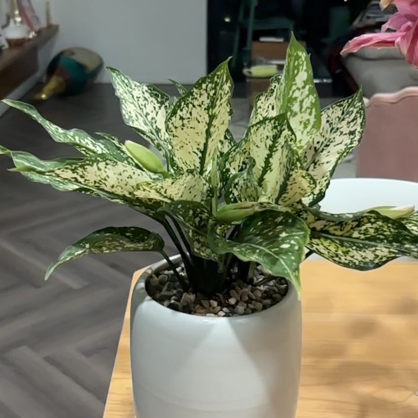 Photo of the plant species Aglaonema 'Osaka' by @JollyGageanator named ChloroPhil on Greg, the plant care app