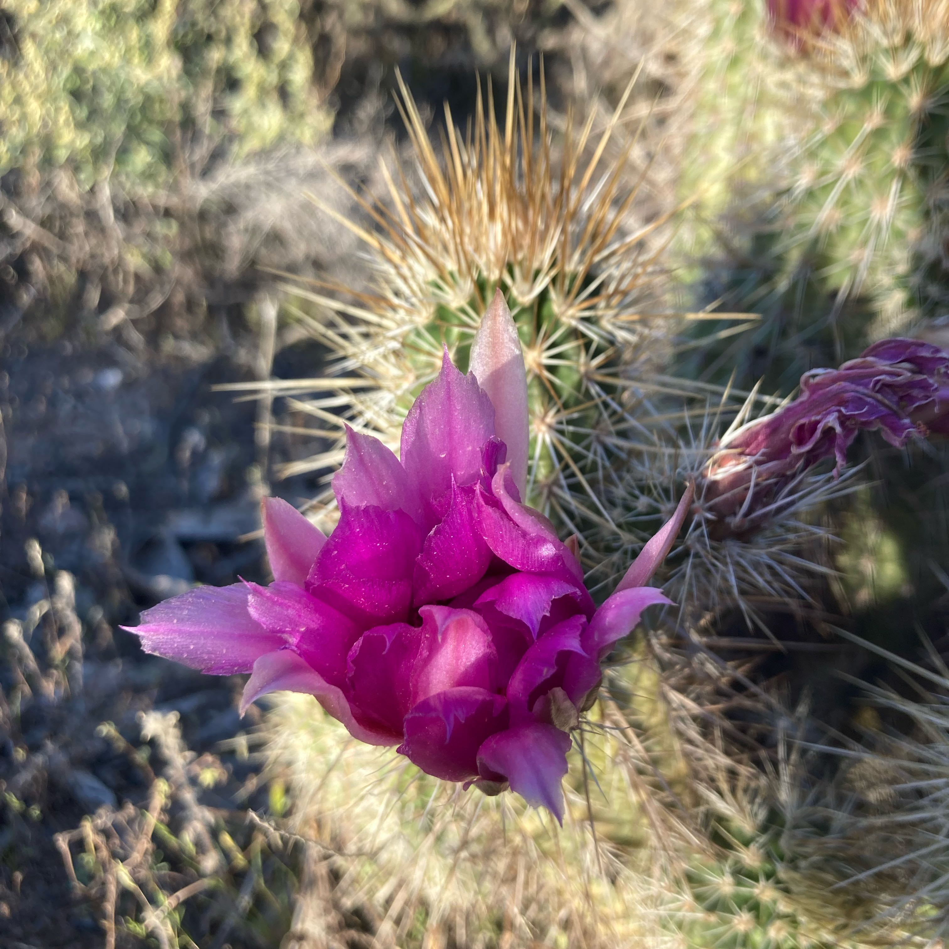 Engelmann's Hedgehog Cactus with a vibrant pink flower in an outdoor setting.