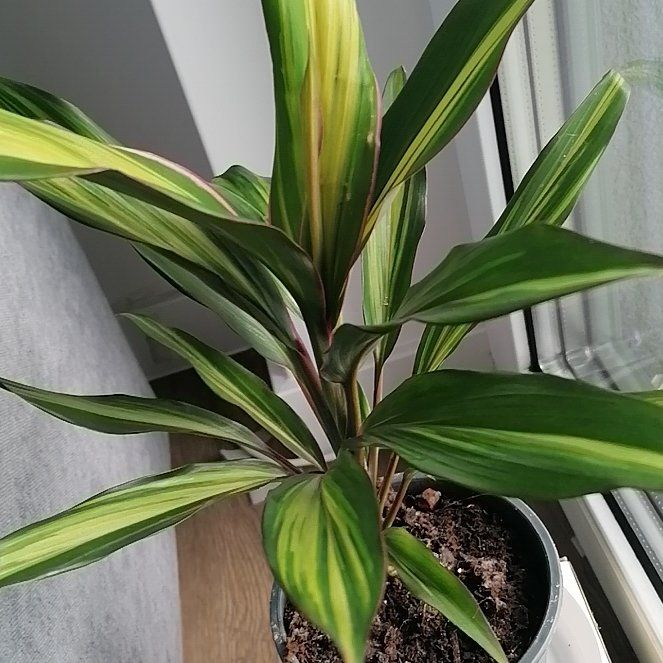 Photo of the plant species Drácena Kiwi by @HeiressCentella named Pax on Greg, the plant care app