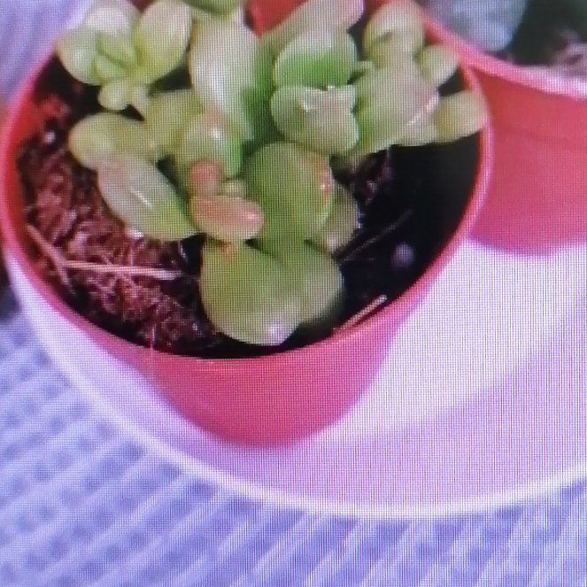 Photo of the plant species Sedum lucidum by @HeiressCentella named Figyonce on Greg, the plant care app