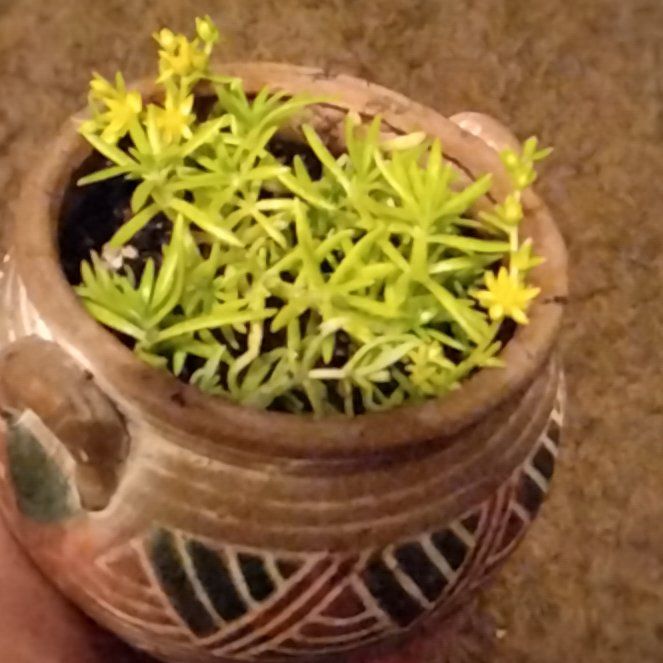 Photo of the plant species Mexican Stonecrop by @CrispSilkvine named Messi on Greg, the plant care app