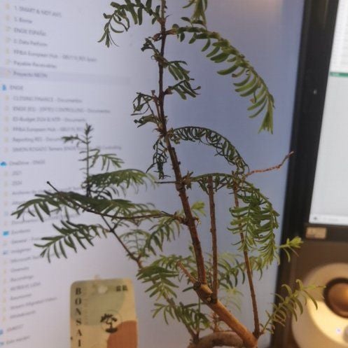 Photo of the plant species Climbing Asparagus Fern by @CuddlySeedlings named Sonora on Greg, the plant care app