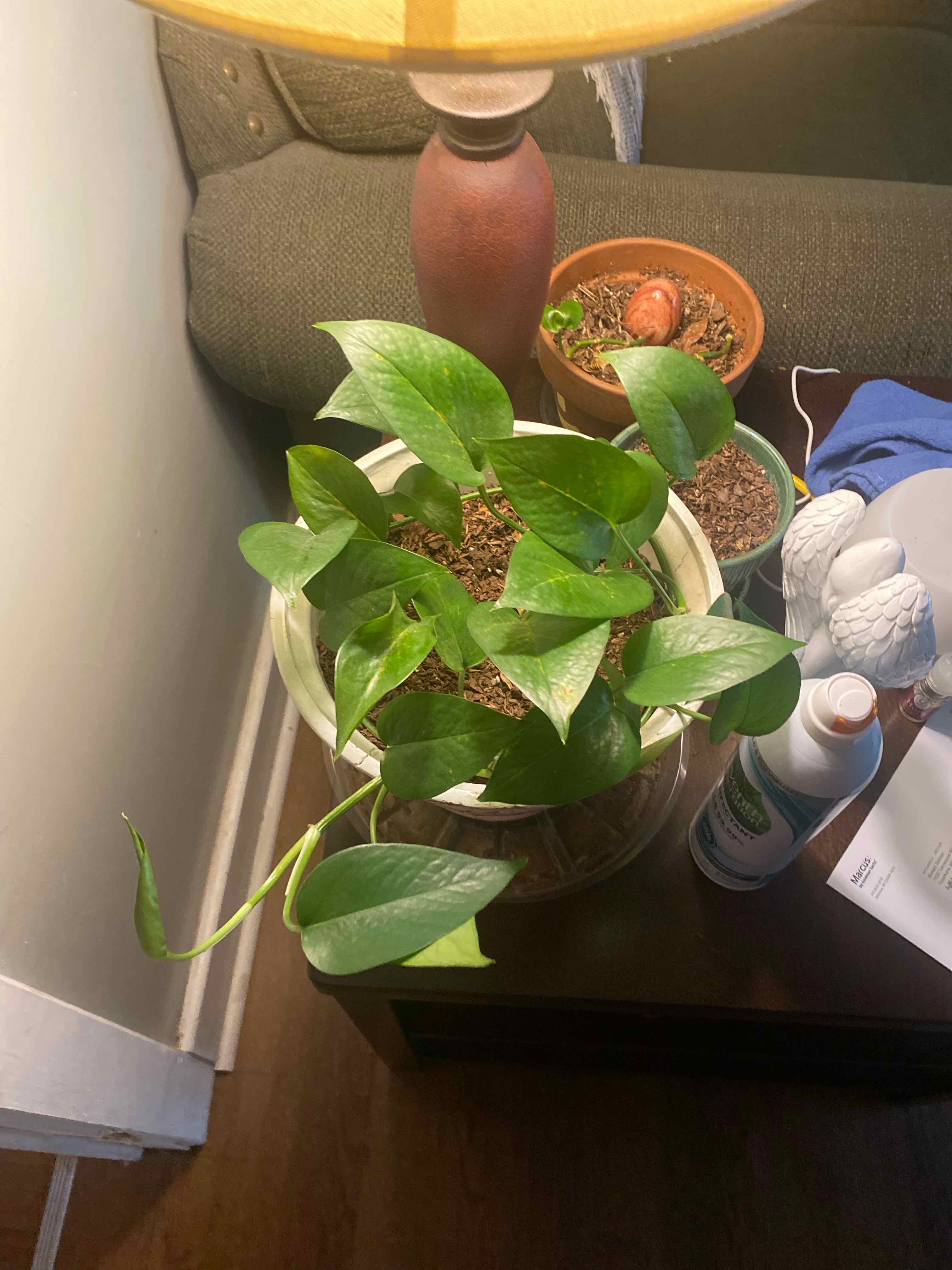 Taro Vine plant photo by @s1utforplants named Demi Lovato on Greg, the plant care app.