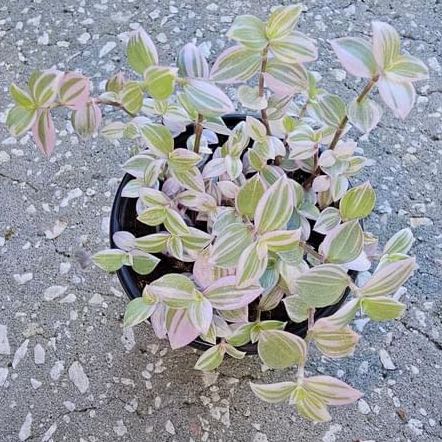 Photo of the plant species Tradescantia Pink Panther by @ZingyRedbanana named Daphne on Greg, the plant care app
