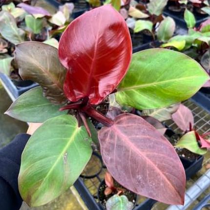 Photo of the plant species Cherry Red by @ZingyRedbanana named Sanders on Greg, the plant care app