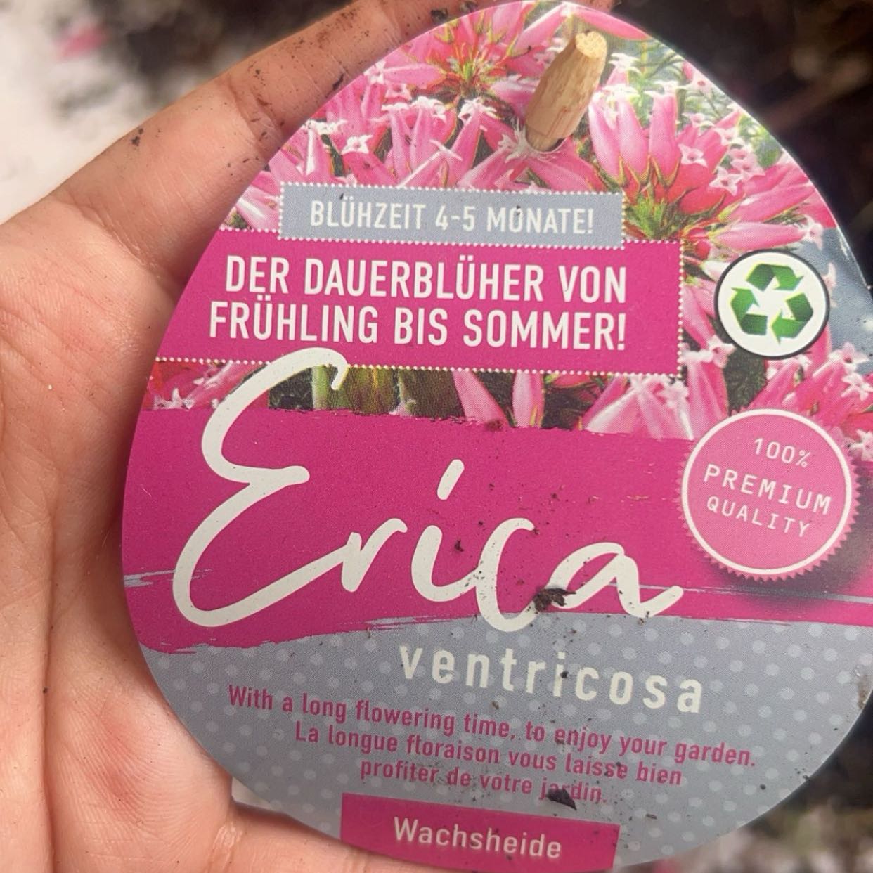 Photo of the plant species Erica ventricosa by @ForeverMountain named Ventricosa on Greg, the plant care app