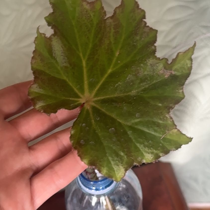 Photo of the plant species Immense Begonia by @BossCanarygrass named Tika on Greg, the plant care app