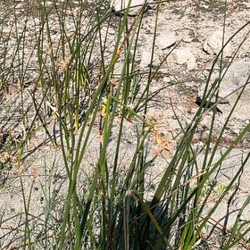 Photo of the plant species Sea Oats by @JocoseMostii named Treeyoncé on Greg, the plant care app