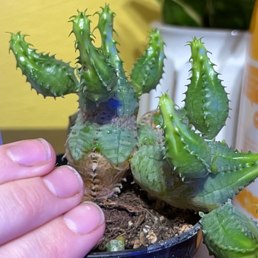 Photo of the plant species Euphorbia obesa f. monstruosa by @MusicalLichen named Lebron on Greg, the plant care app