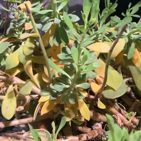 Photo of the plant species Rock Purslane by @TotalBhutanpine named Rihanna on Greg, the plant care app