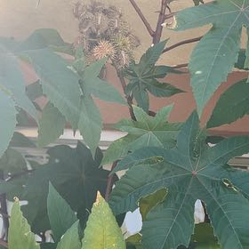 Photo of the plant species Castor Bean by @TotalBhutanpine named Aristotle on Greg, the plant care app