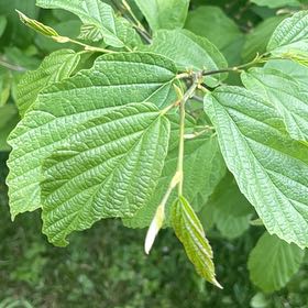 Photo of the plant species Linden Viburnum by @MellowRedflax named Mando on Greg, the plant care app