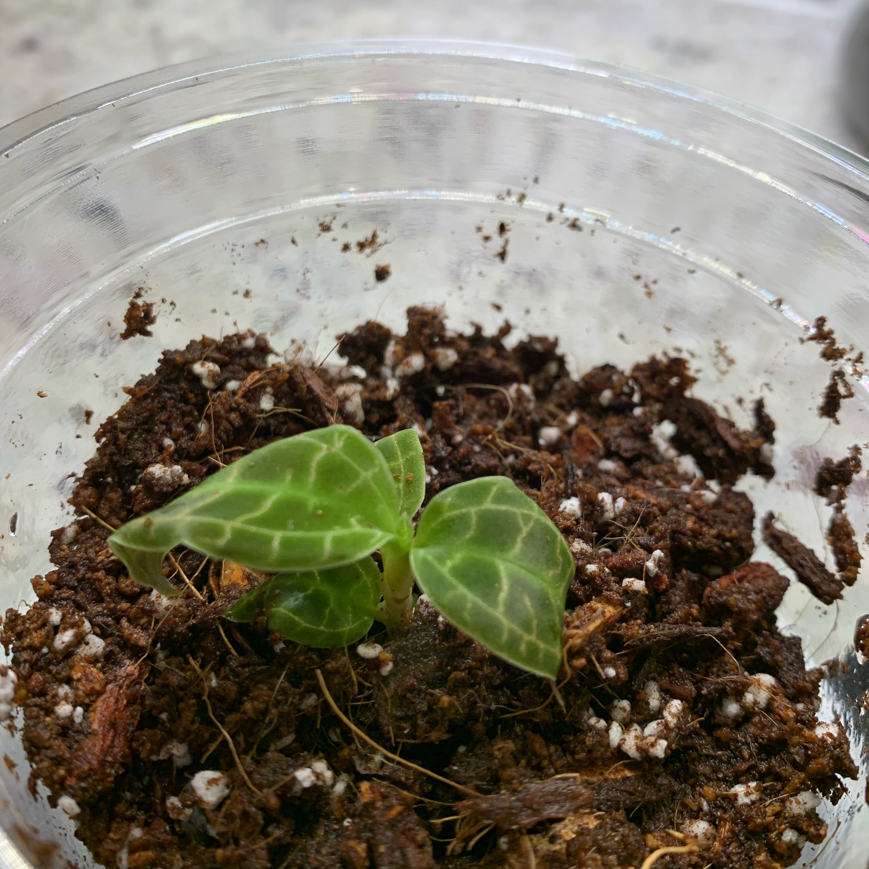 Photo of the plant species Jewel Orchid by @TimelessDaisy named Terra on Greg, the plant care app