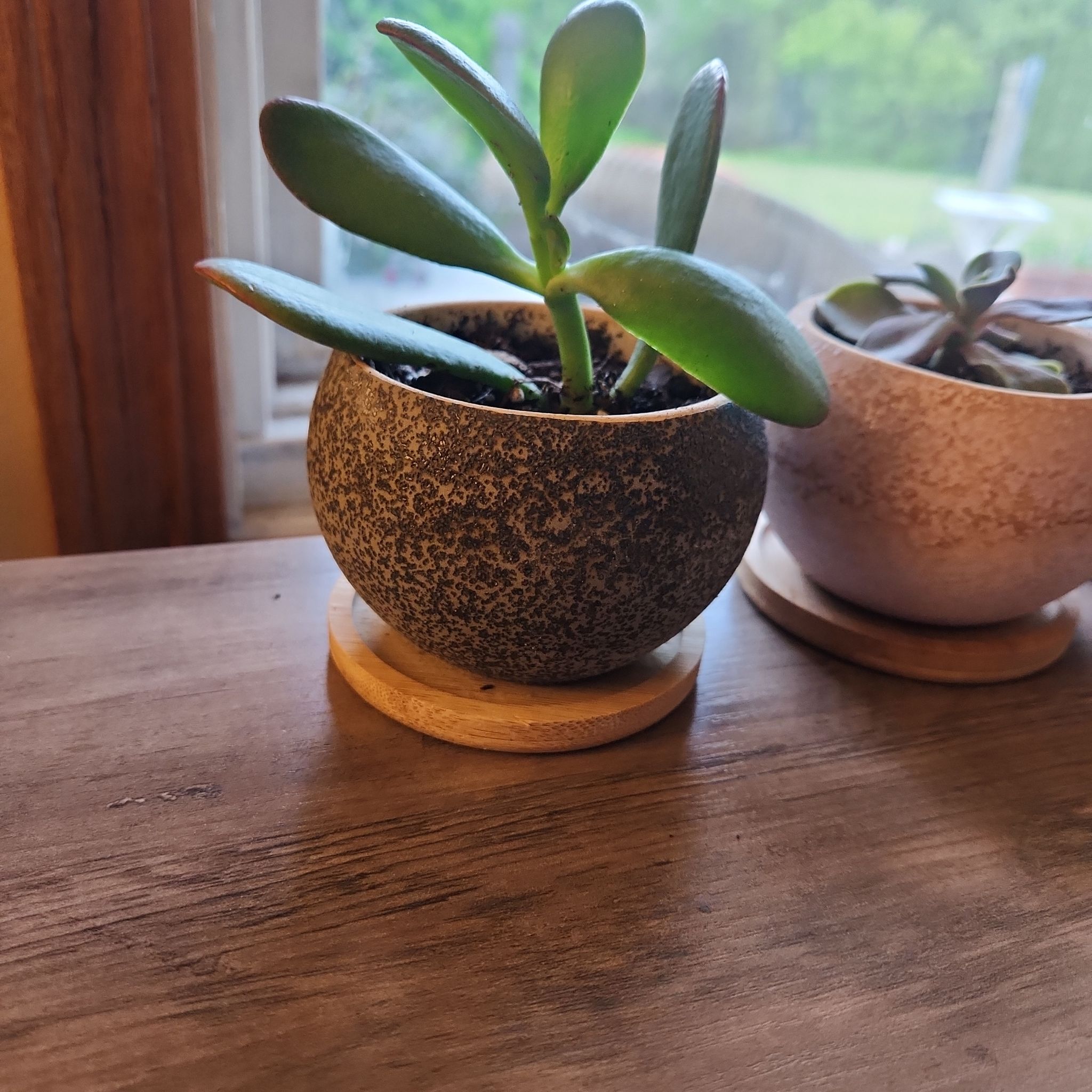 A healthy Golden Jade plant in a textured pot, with another plant in the background.