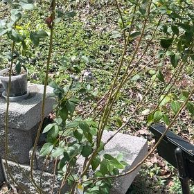 Photo of the plant species Blueberry by @fabplantpad named Dandy on Greg, the plant care app