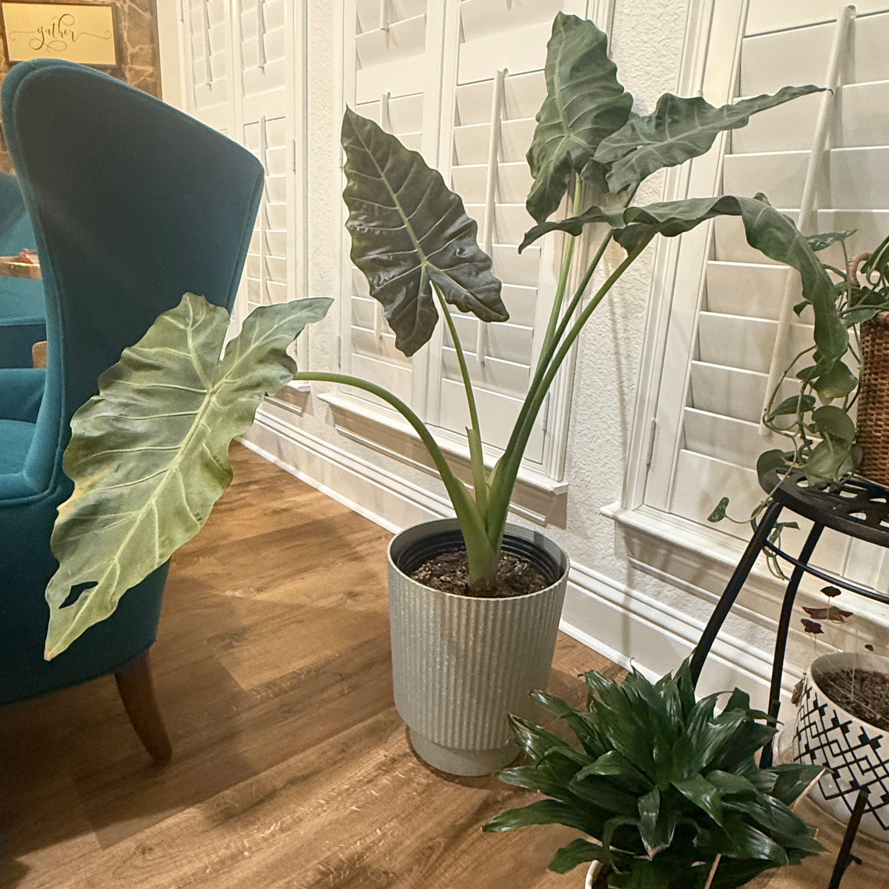 Photo of the plant species Elephant Ear 'Mayan Mask' by @FunStarflower named Miley on Greg, the plant care app