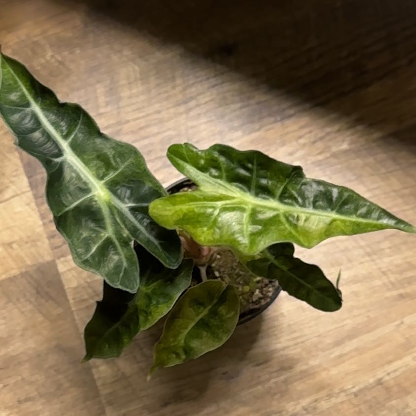 Photo of the plant species Variegated Alocasia Amazonica by @HollysPlantLife named Luna on Greg, the plant care app