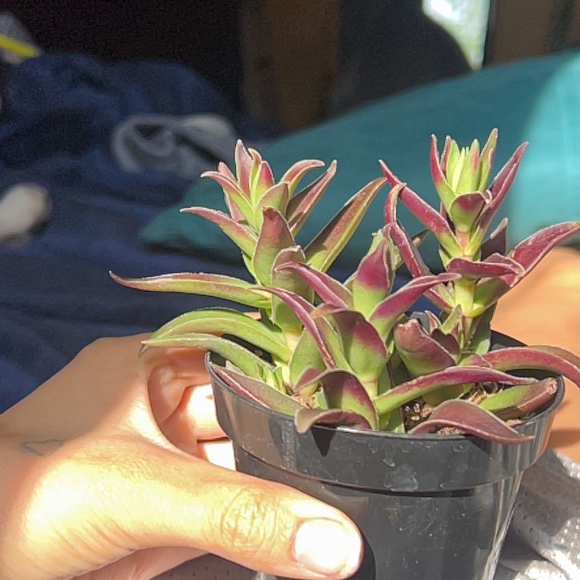 Photo of the plant species crassula red pogoda by @NovelMizuna named Terra on Greg, the plant care app