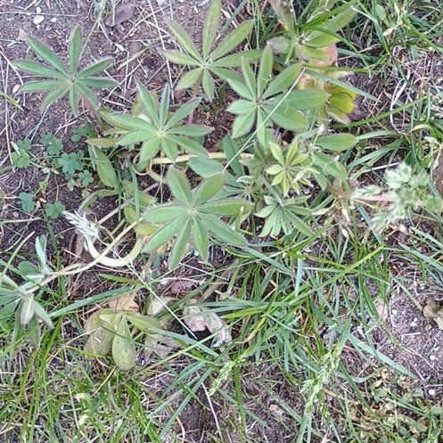 Photo of the plant species Big-Leaved Lupine by @GemButterbush named Sir Plancelot on Greg, the plant care app