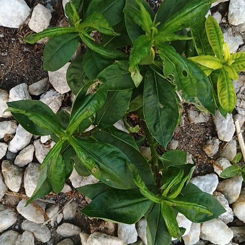 Photo of the plant species Jewels of Opar by @GemButterbush named Harper on Greg, the plant care app