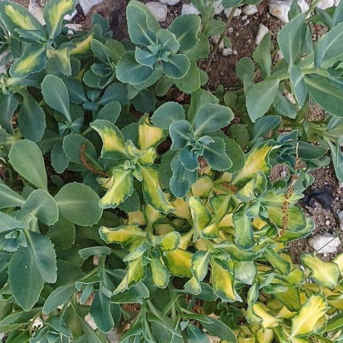 Photo of the plant species Blue Spurge by @GemButterbush named Remington on Greg, the plant care app