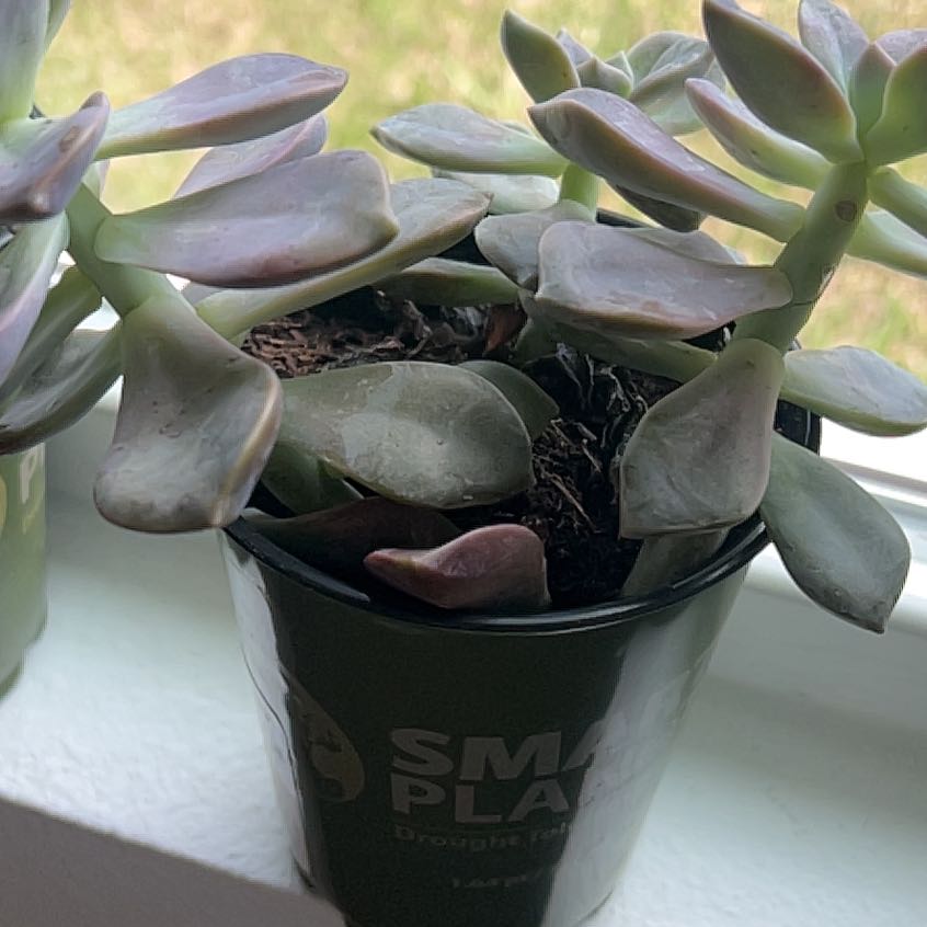 Five Stamen Graptopetalum succulent in a small pot with some leaf discoloration.