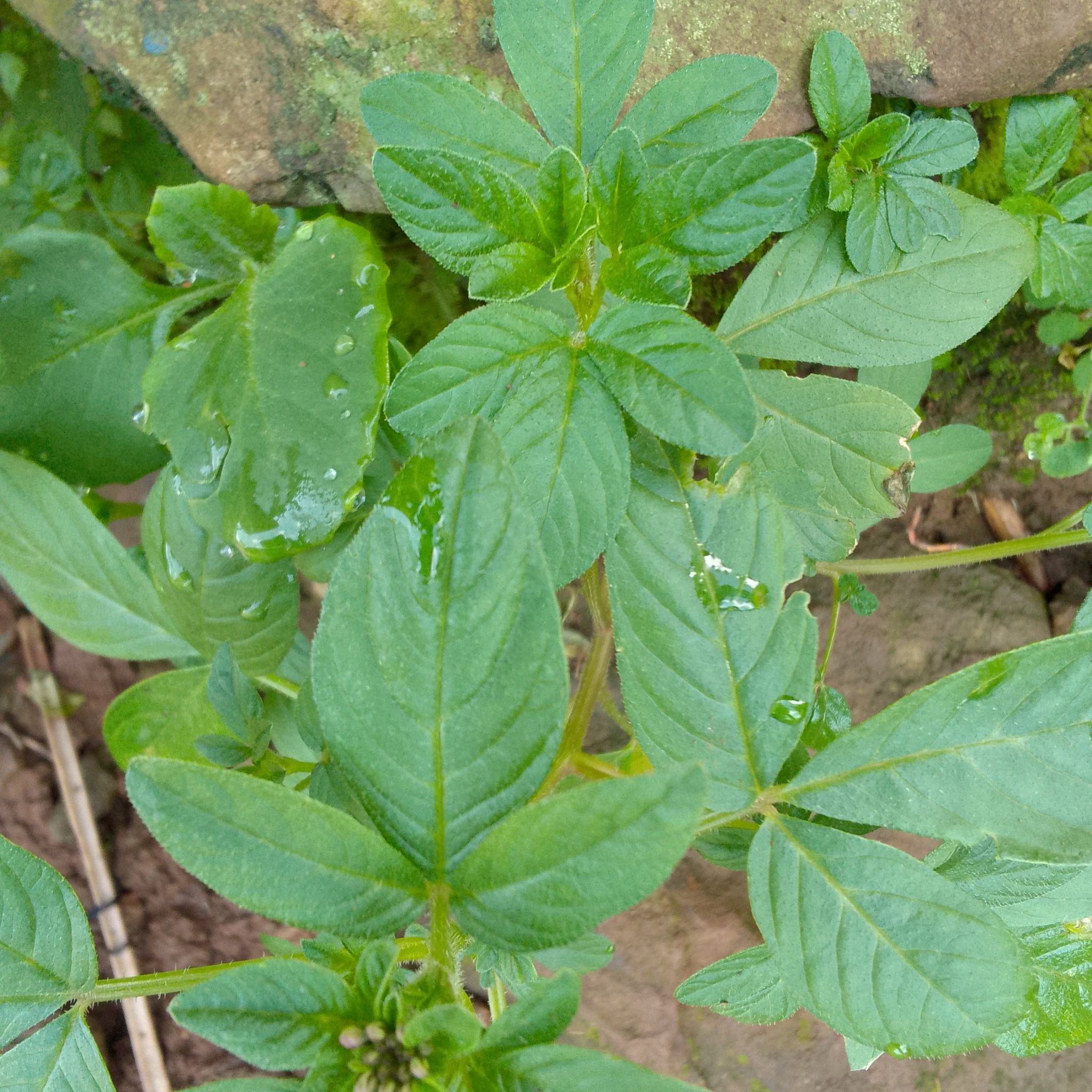 Image of Cleome Hassleriana plant with healthy green leaves.