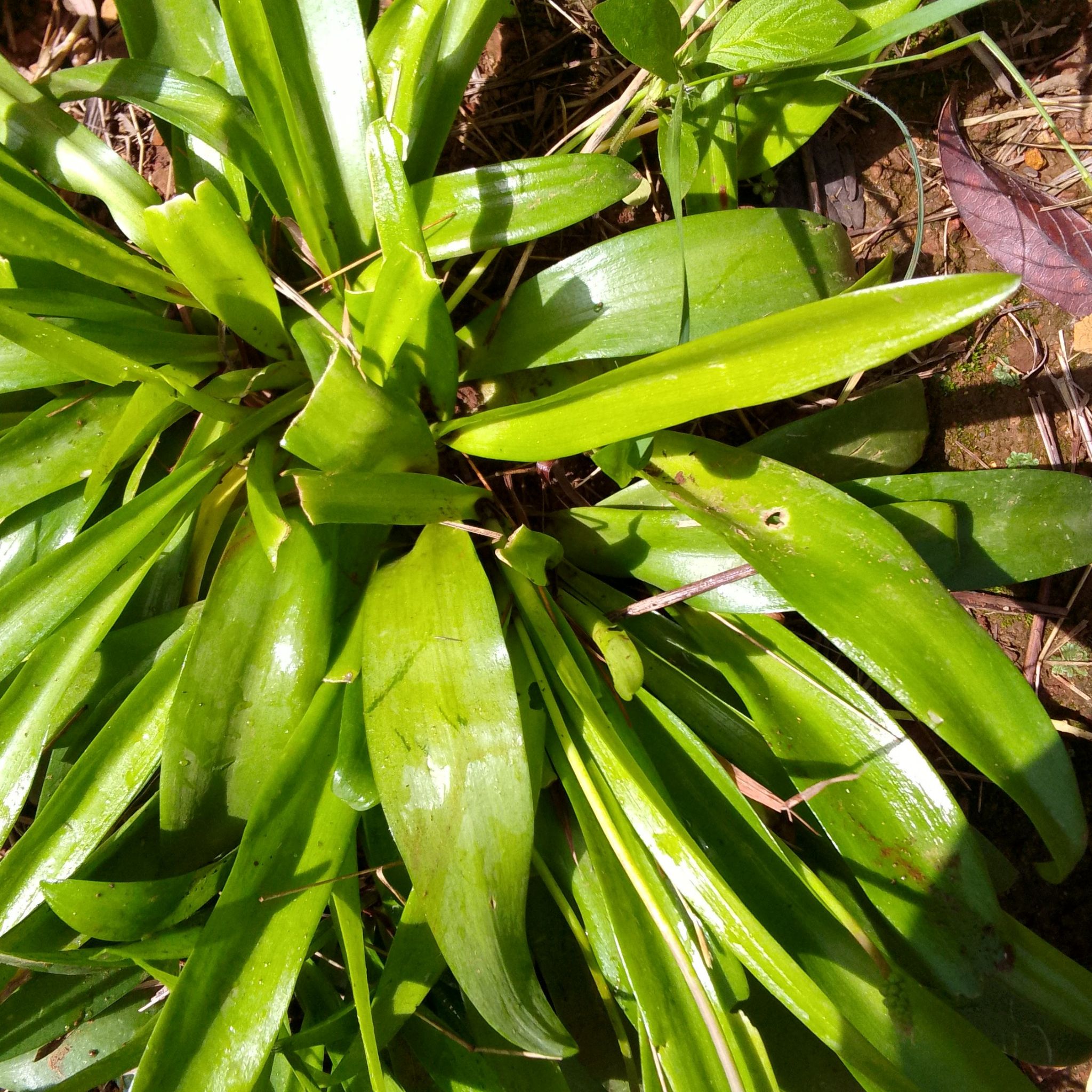 Photo of the plant species Portuguese Squill by @HunkyPurplerose named Pax on Greg, the plant care app