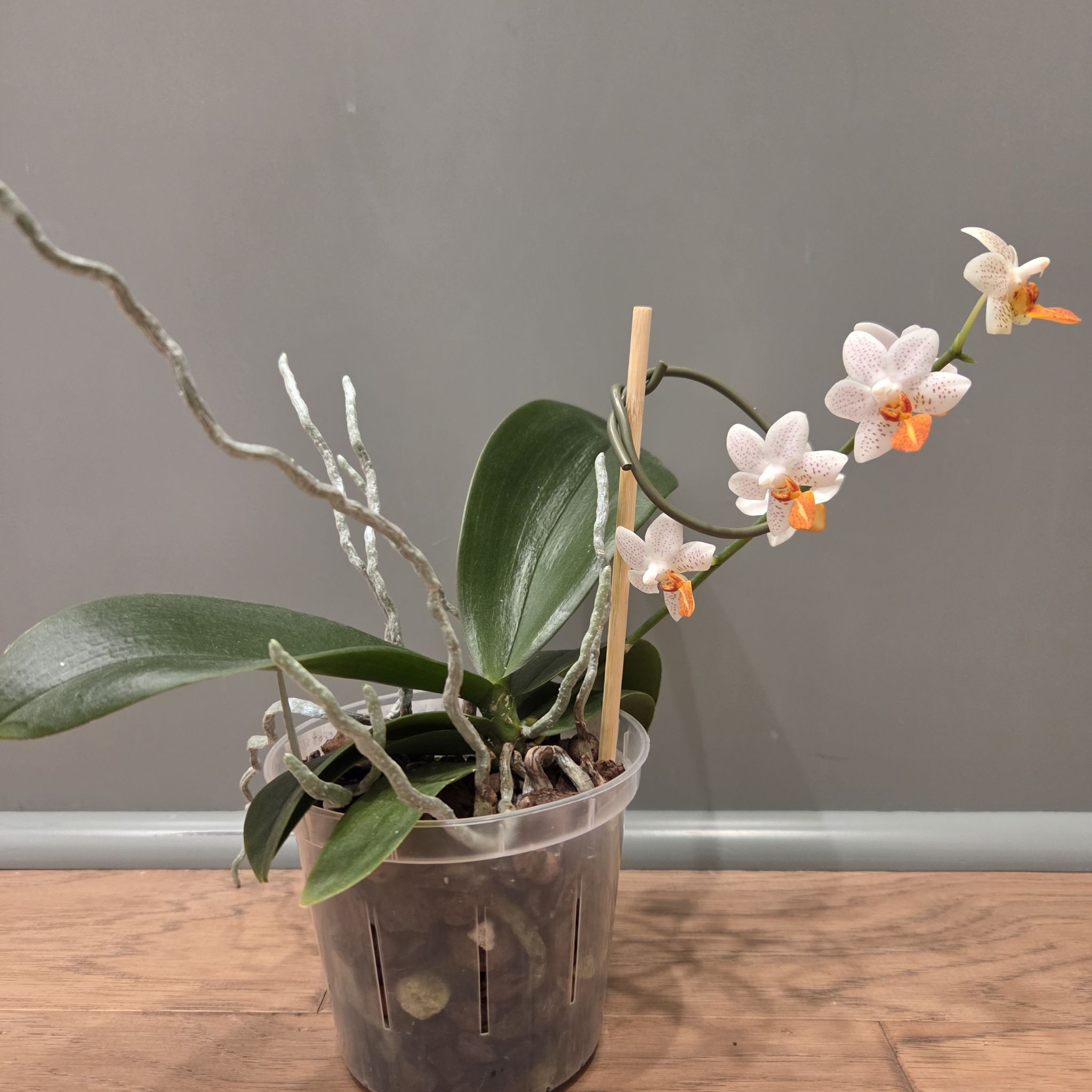 Photo of the plant species Phalaenopsis 'Mini Mark' by @SuppleMoonglow named Mark - Mini Mark on Greg, the plant care app