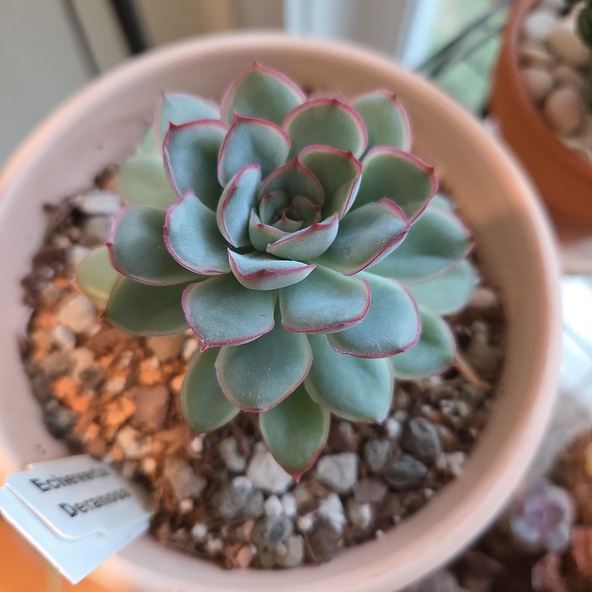 Photo of the plant species Echeveria 'Deranosa' by @SuppleMoonglow named Derek on Greg, the plant care app