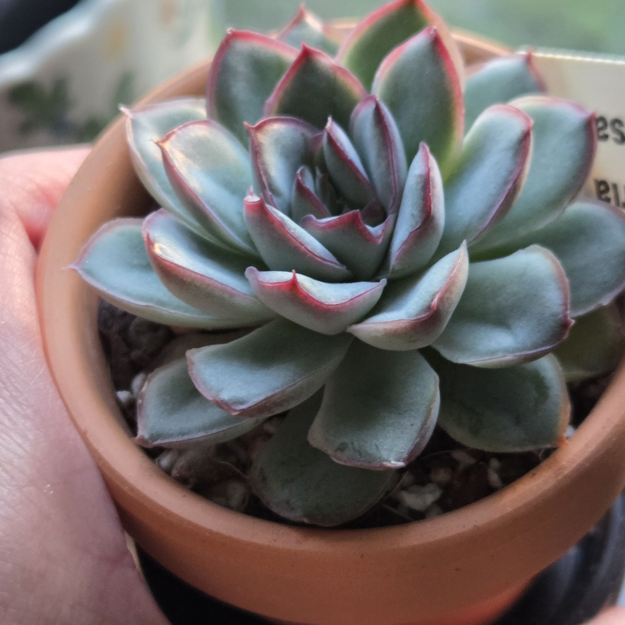 Photo of the plant species Echeveria 'Deranosa' by @SuppleMoonglow named Derek on Greg, the plant care app