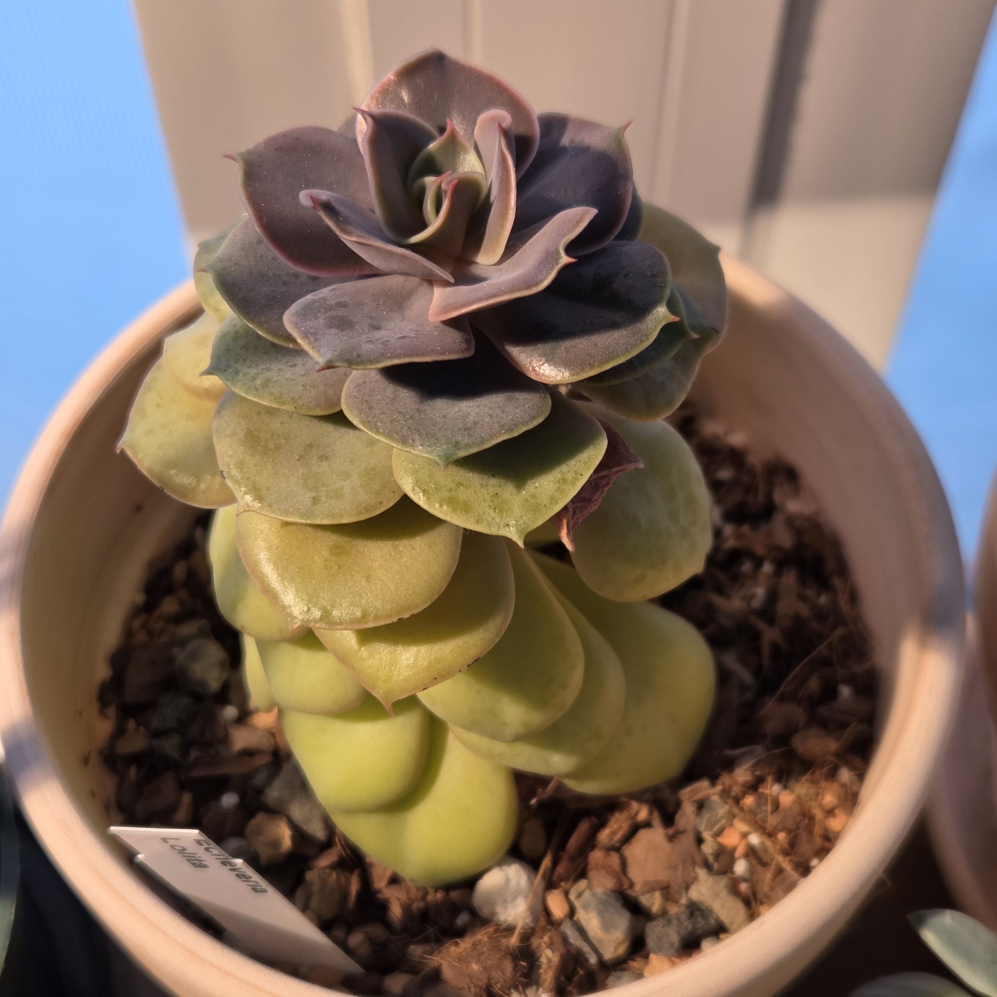 Photo of the plant species Echeveria Lolita by @SuppleMoonglow named Lolita on Greg, the plant care app