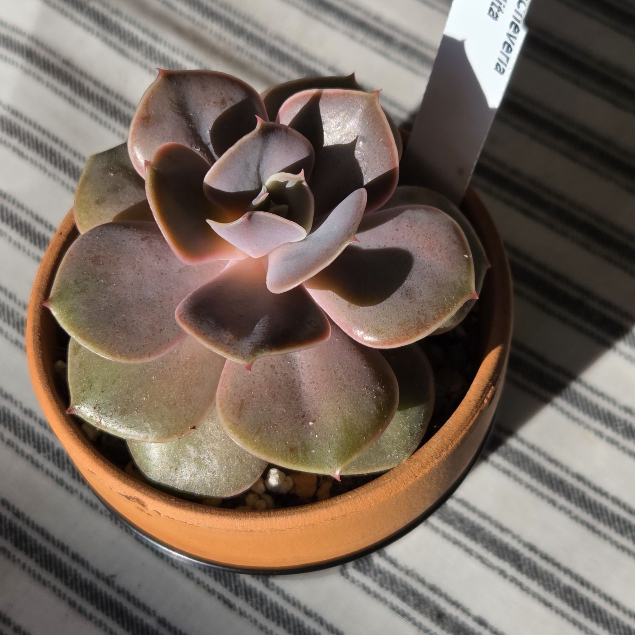 Photo of the plant species Echeveria Lolita by @SuppleMoonglow named Lolita on Greg, the plant care app
