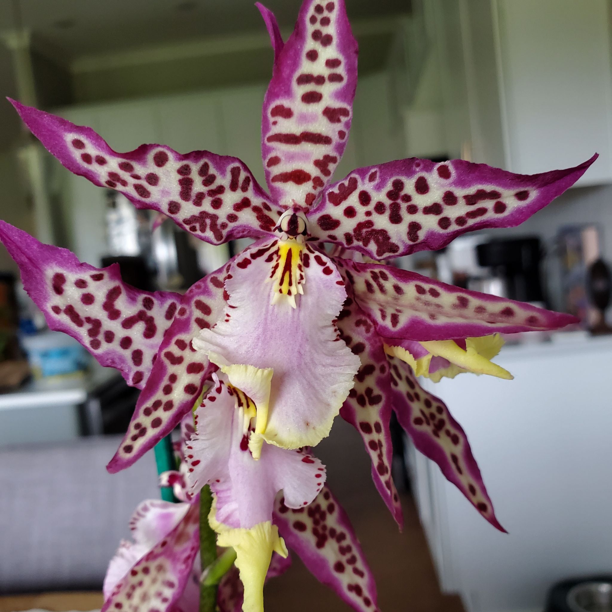 Photo of the plant species Aliceara Memoria Donald Yamada by @SuppleMoonglow named Donatella on Greg, the plant care app