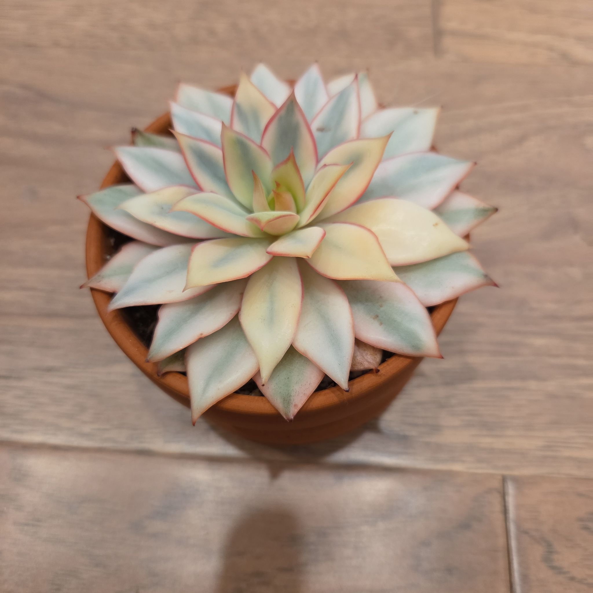 Photo of the plant species Echeveria Esther by @SuppleMoonglow named Esther on Greg, the plant care app