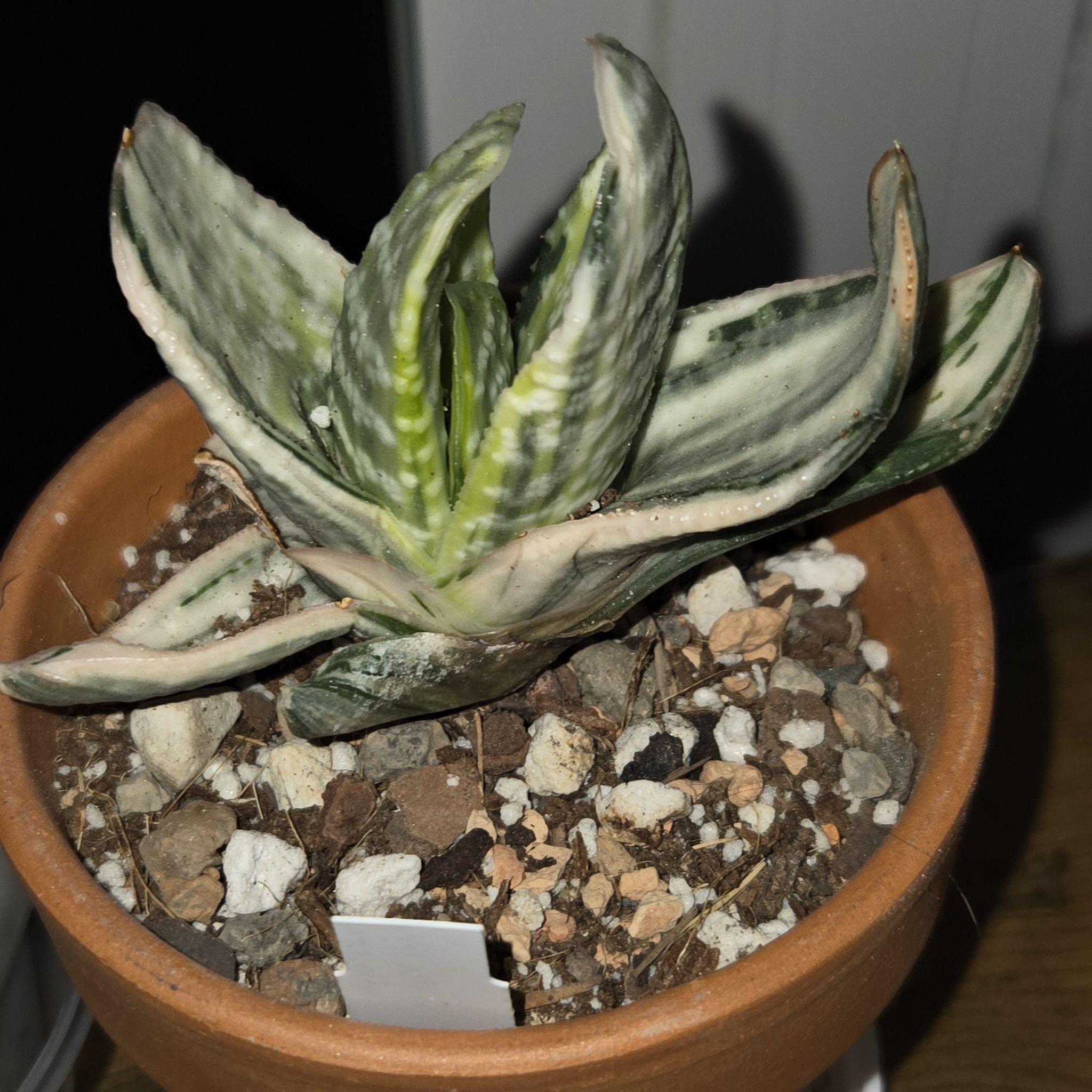 Photo of the plant species Fuji Yuki by @SuppleMoonglow named Yuki on Greg, the plant care app
