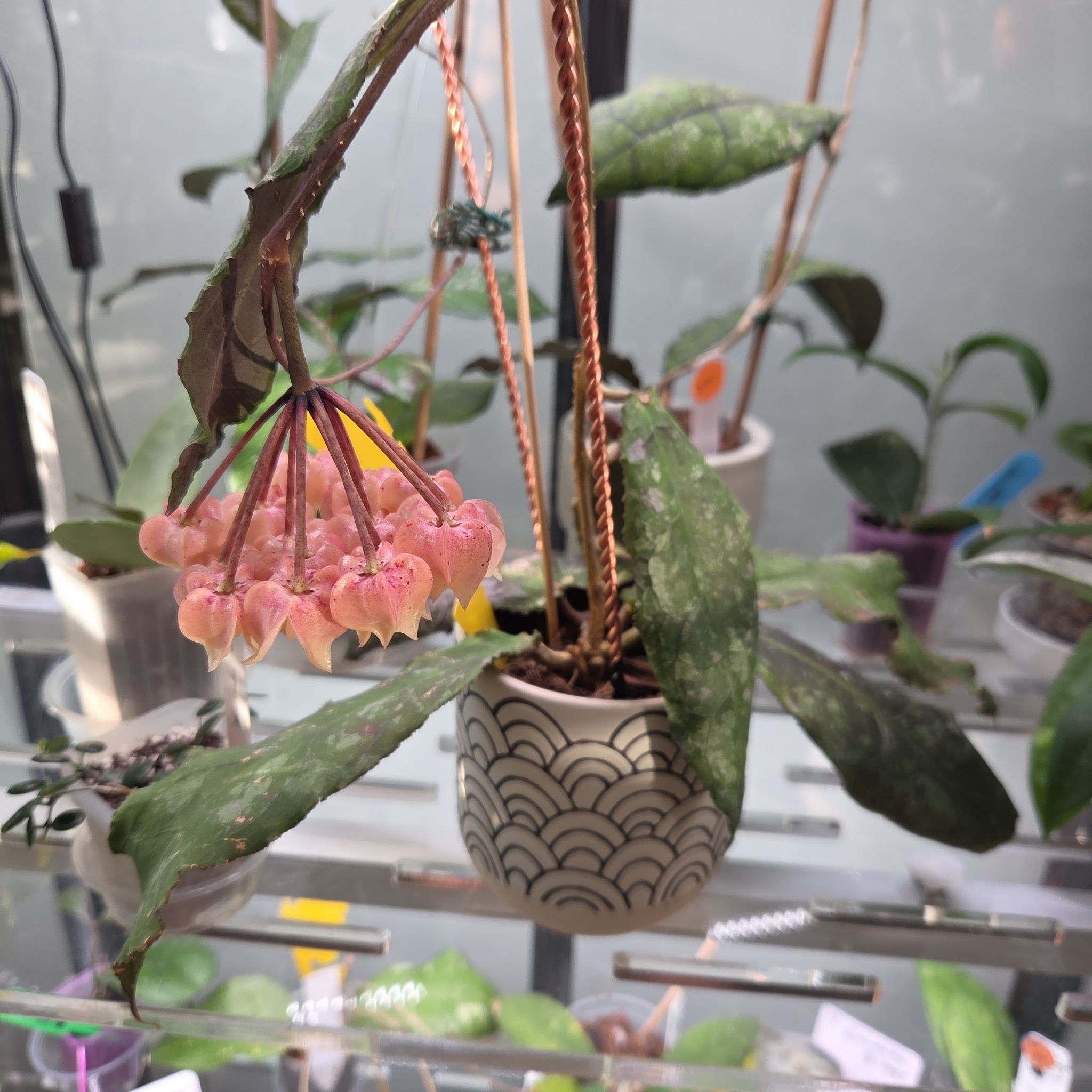 Photo of the plant species Hoya undulata by @SuppleMoonglow named *Ulysses on Greg, the plant care app