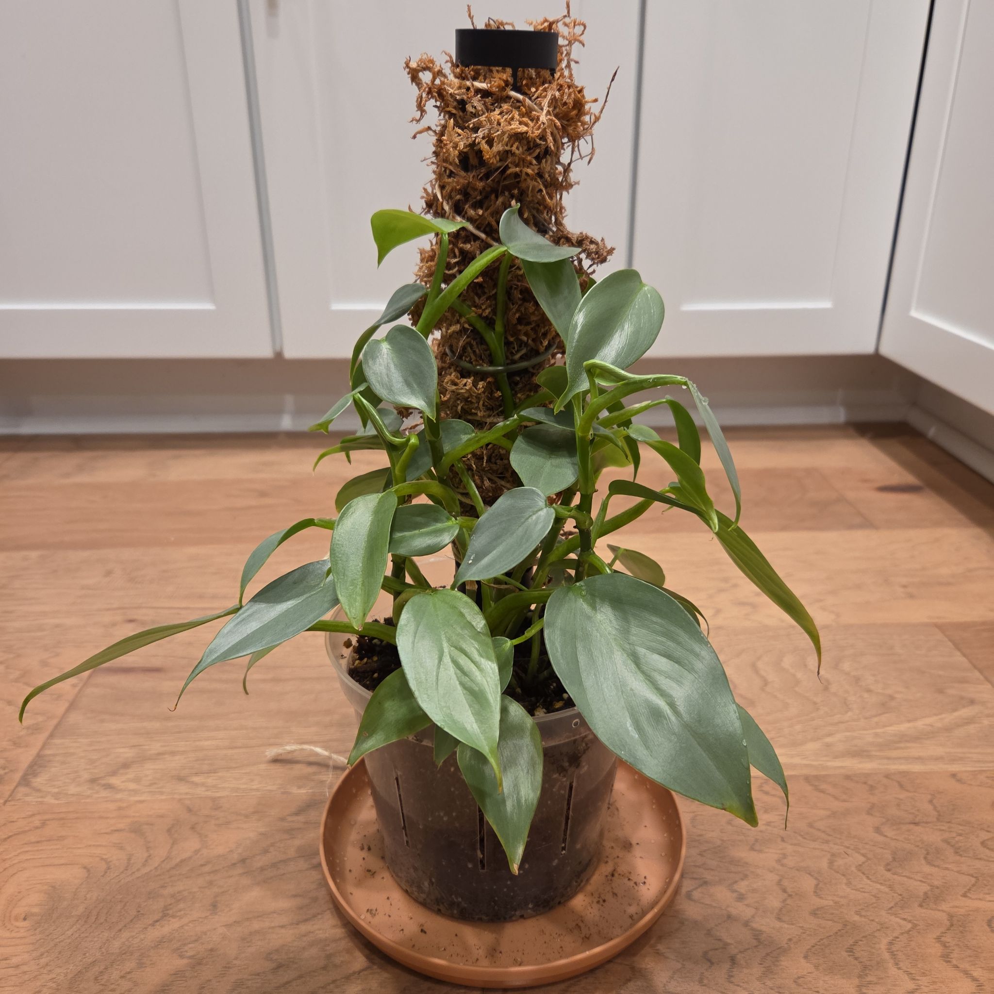 Photo of the plant species Silver Sword Philodendron by @SuppleMoonglow named Helen on Greg, the plant care app