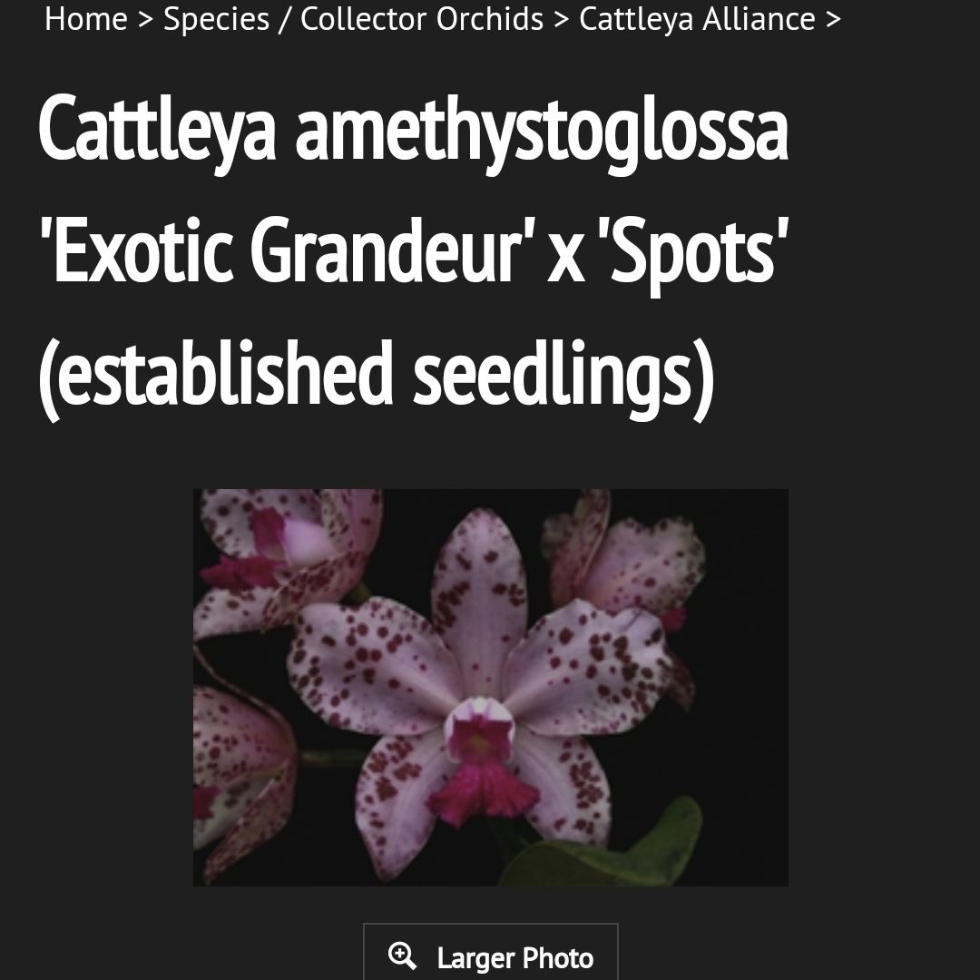 Photo of the plant species Cattleya amethystoglossa 'Exotic Grandeur' x 'Spots' by @SuppleMoonglow named A on Greg, the plant care app