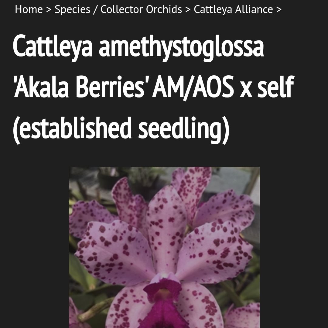 Photo of the plant species Cattleya amethystoglossa 'Akala Berries' AM/AOS by @SuppleMoonglow named B on Greg, the plant care app