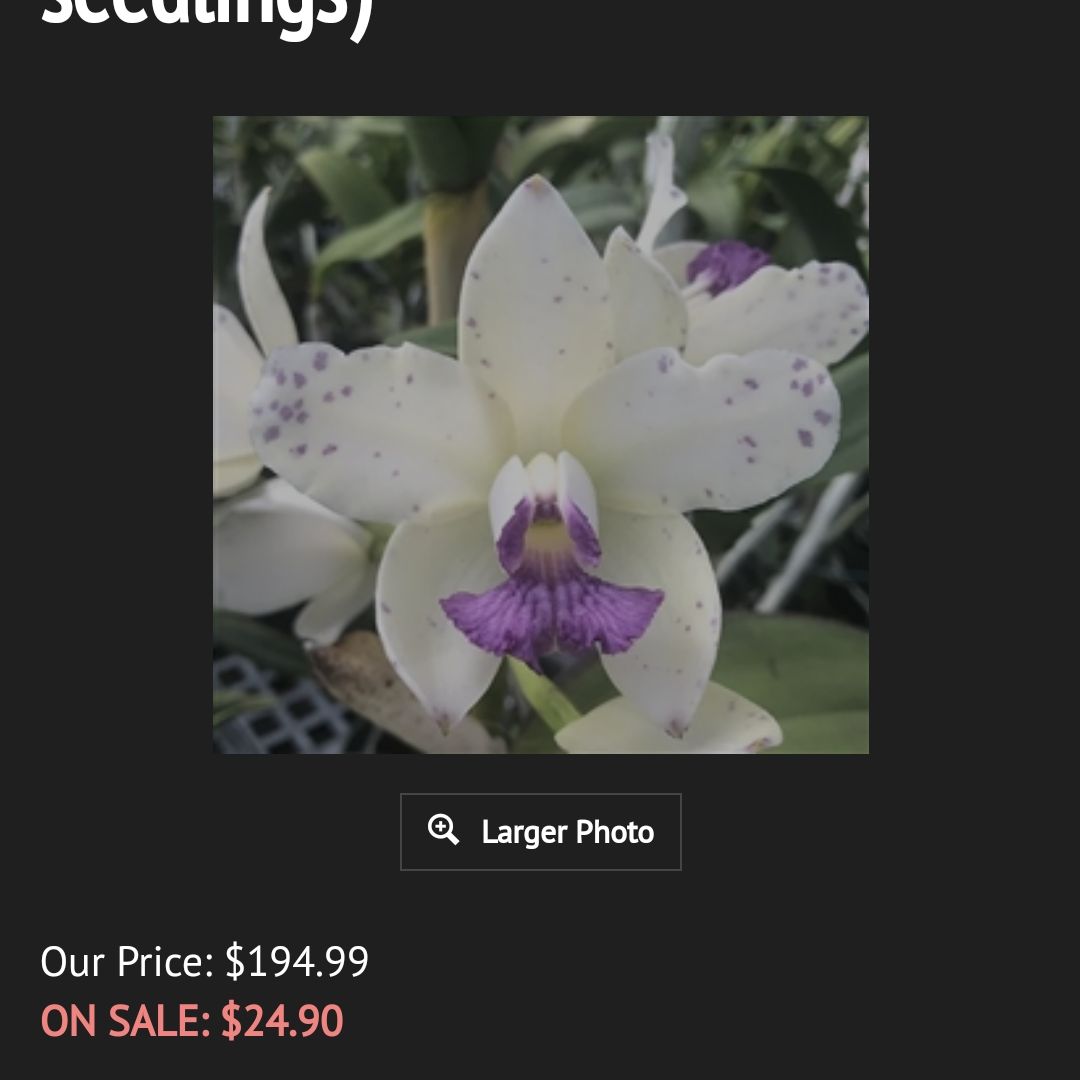 Photo of the plant species Cattleya amethystoglossa var. coerulea by @SuppleMoonglow named C on Greg, the plant care app