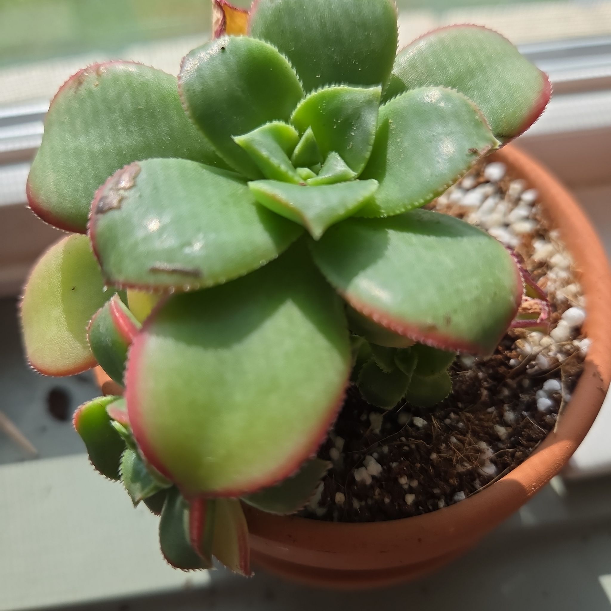 Photo of the plant species Kiwi by @SuppleMoonglow named Kiwi 2 on Greg, the plant care app